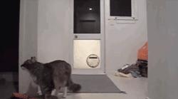 昨晚，我家猫叼来了一件蕾丝内衣…