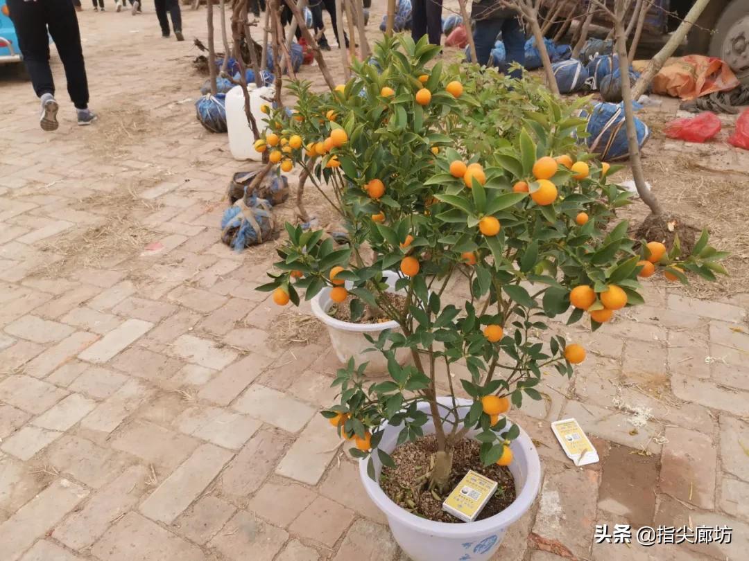 廊坊杨税务集市,在早市遇见久违的人间烟火气