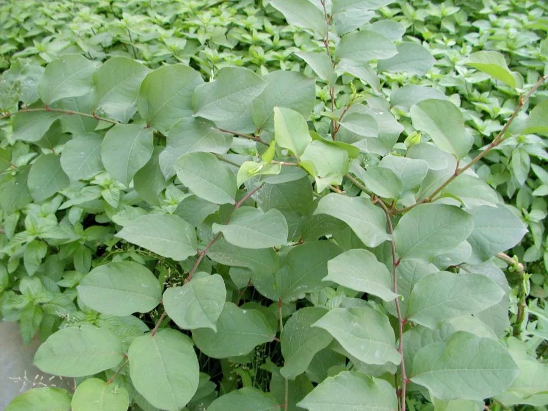 农村随处可见的几种野生中草药,教你认识那些路边的野生中草药