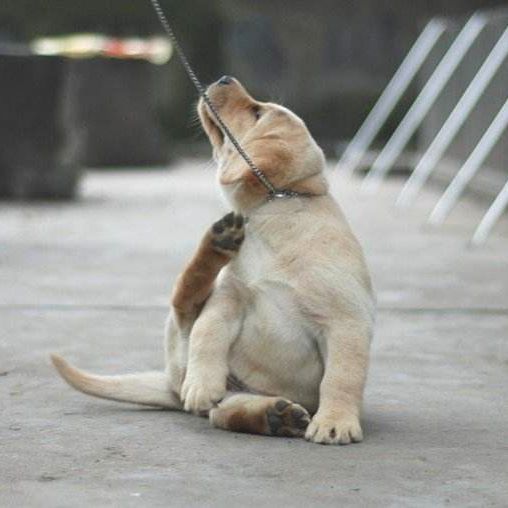 怎么学给狗看病,学给狗狗看病去哪里学