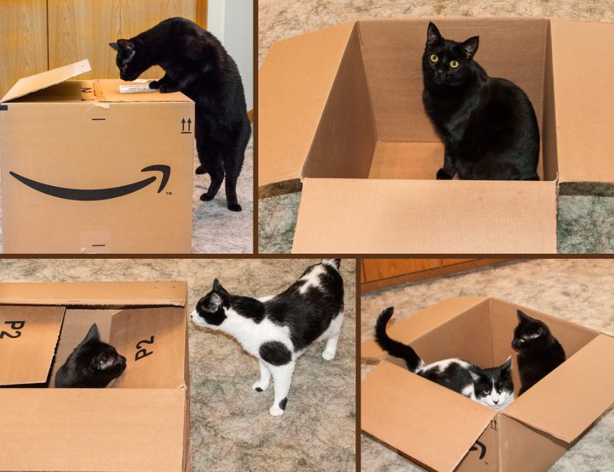 万万没想到猫咪是这样出现的,万万没想到猫