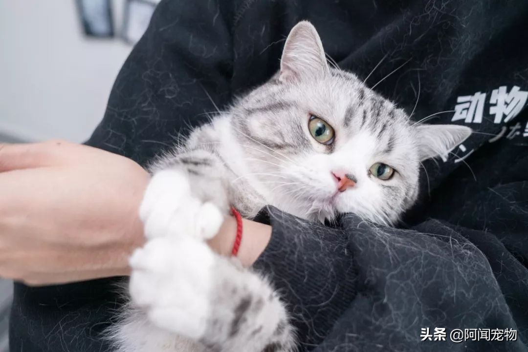 在家给猫咪洗澡要注意什么,在家给猫咪洗澡教程
