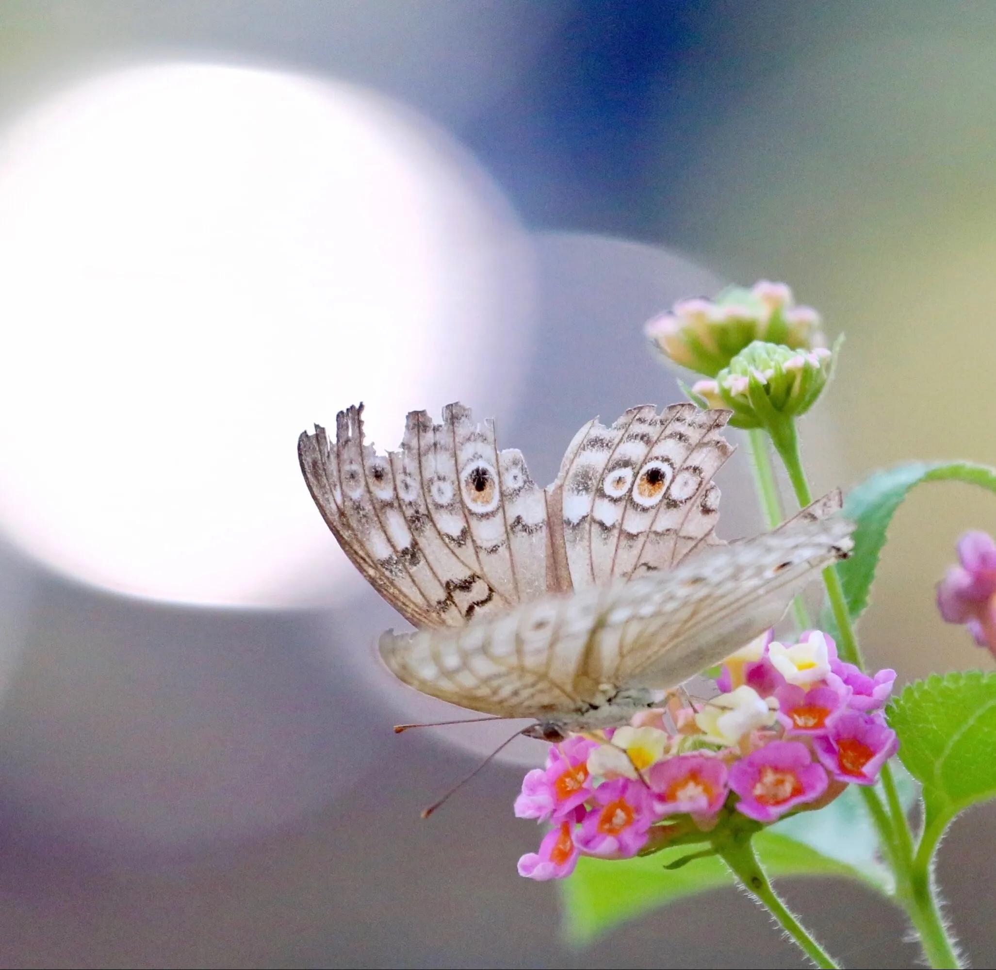 佛教如何欣赏残缺之美,慢慢明白了残缺也是一种美