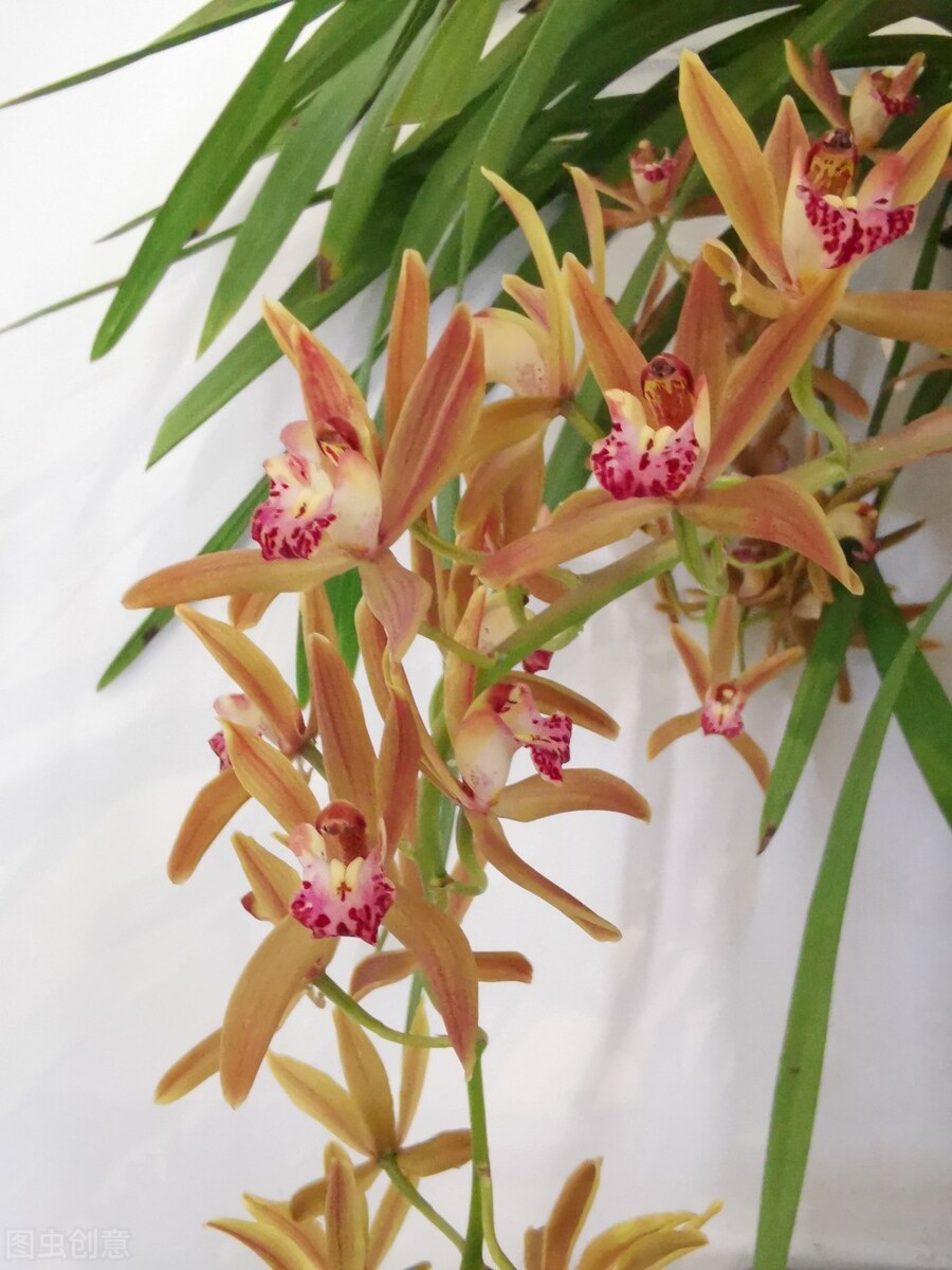 兰花冒芽了还怎么养,兰花的花苞怎么养才会长大