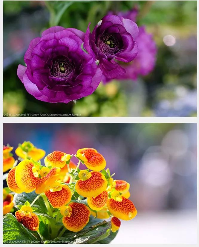 100mm微距一代和二代,90mm更好用的微距