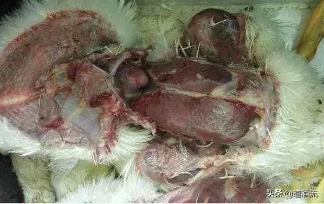 鸭子脚无力是什么病,鸭子得软脚病怎么治疗