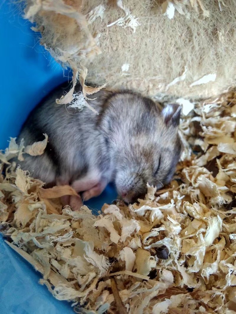 小学生养仓鼠注意事项,仓鼠小学生养要注意点什么