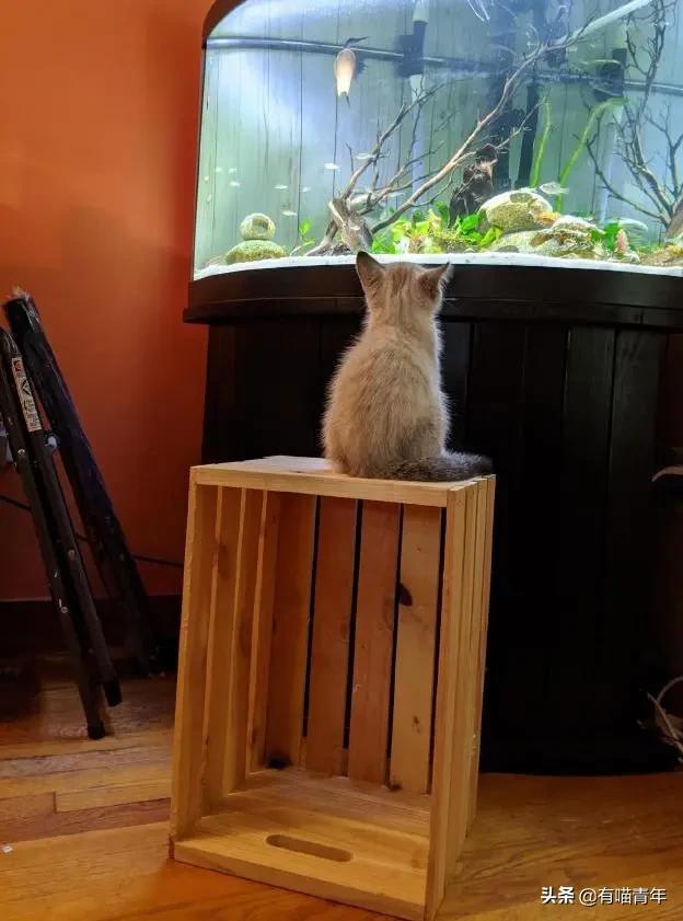 医生说我家猫很有性格,医生说我的猫有点傻