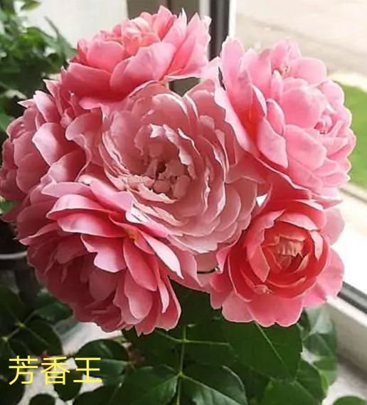 阳台系列月季品种大全,微型月季藤本月季