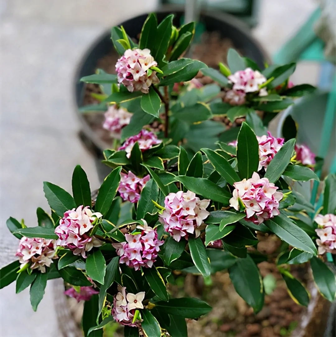 客厅卧室持久留香的香水,家里适合放什么香水