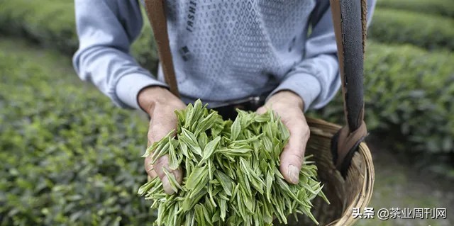 茶写佳话,潜心种茶写佳话