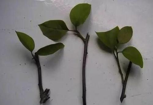 三角梅扦插后新芽黑掉了,三角梅扦插一直泡水会坏吗