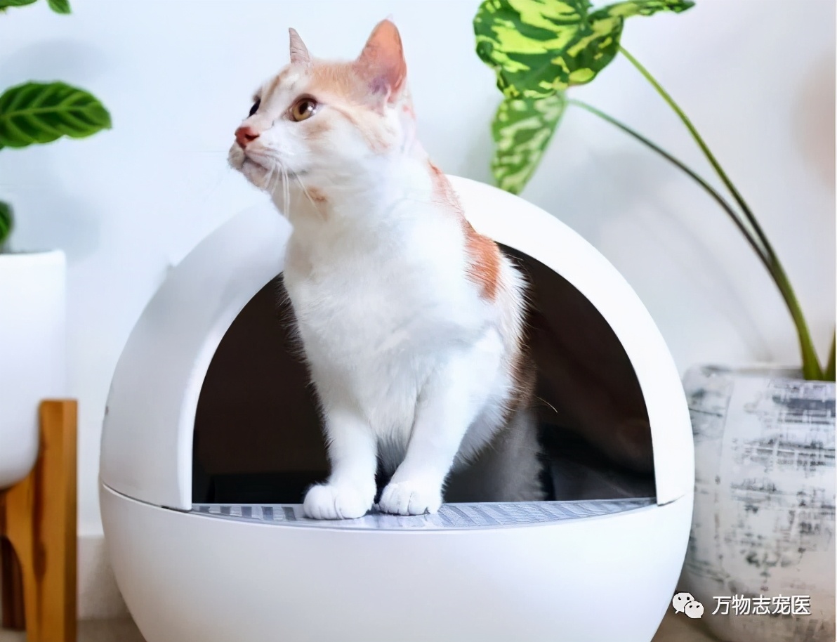 自从养了猫之后早上不想吃饭,自从养了猫之后总是失眠