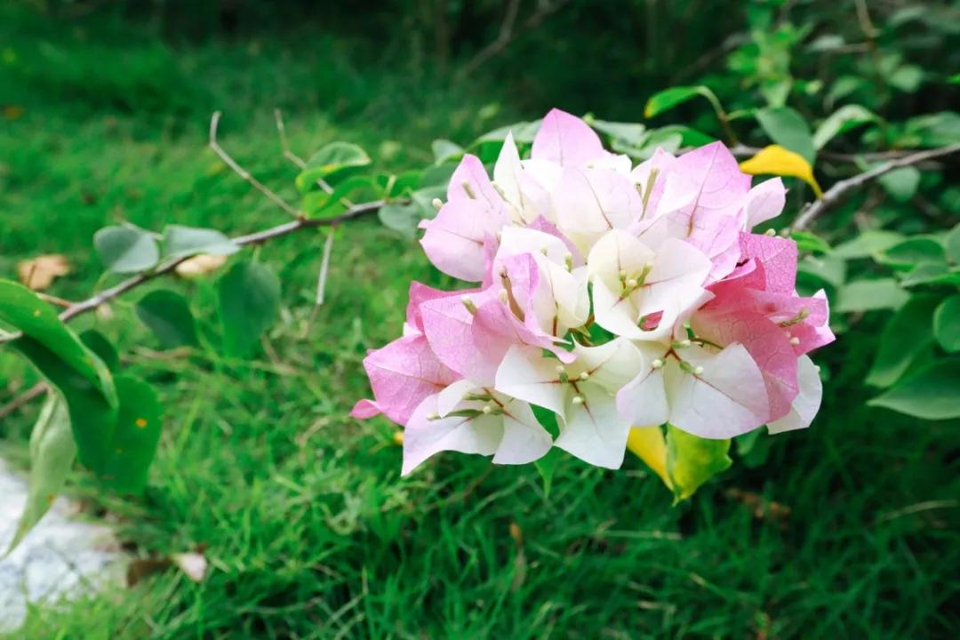 簕竹杜鹃谷公园,好看的杜鹃谷公园