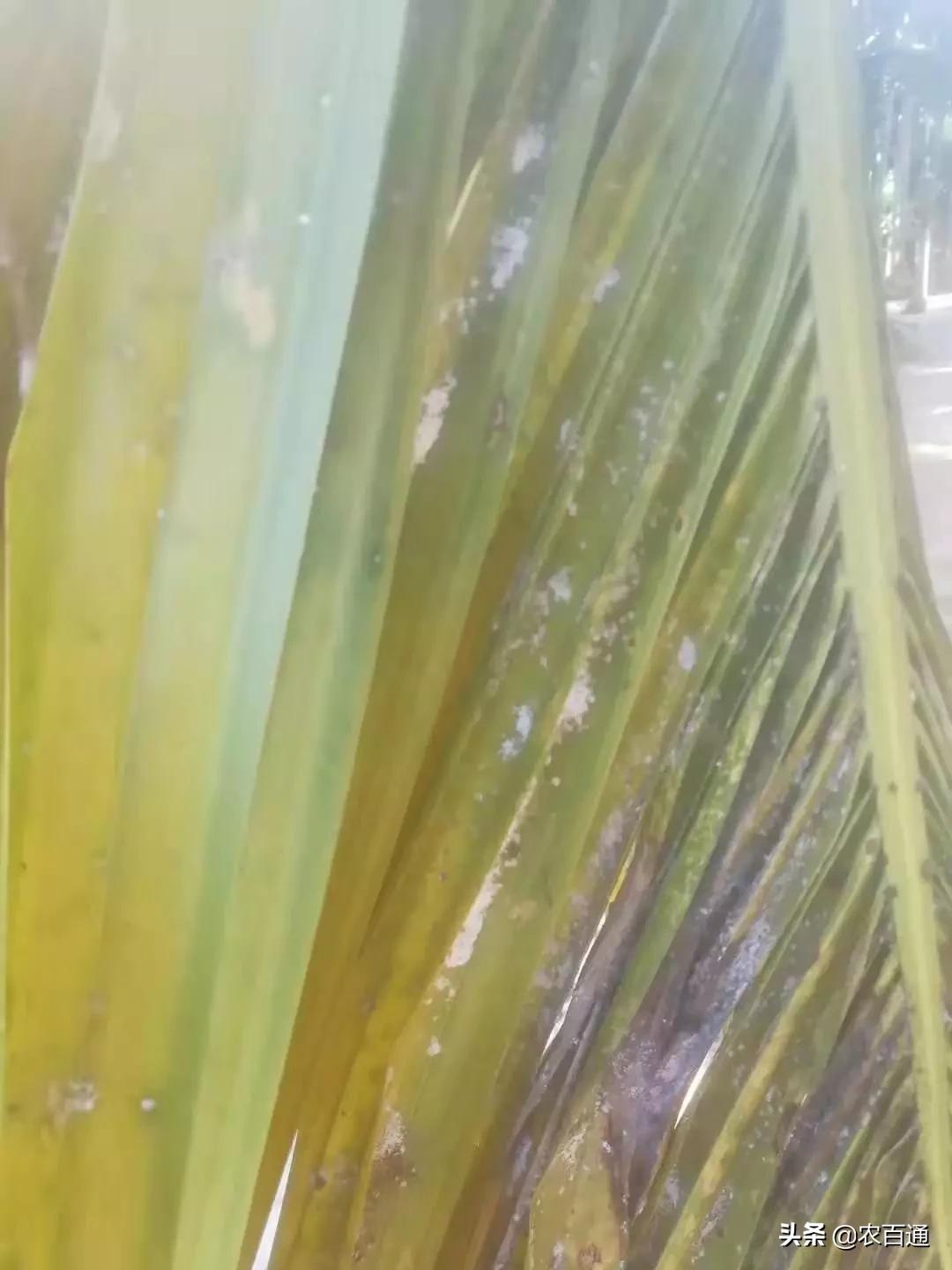 槟榔病虫害管理用药,海南槟榔5月份的病虫害管理