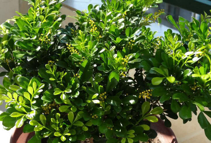 米兰花怎么养才能开得更茂盛呢,米兰花养护注意事项和方法