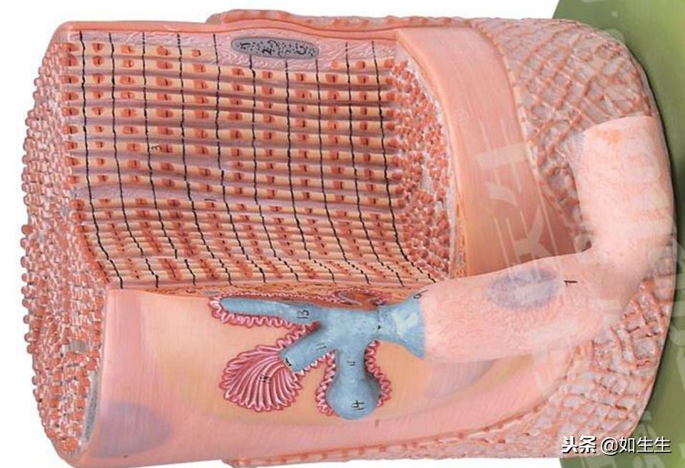 增肌怎么更好的刺激肌肉,这些东西可以帮助你越吃越瘦