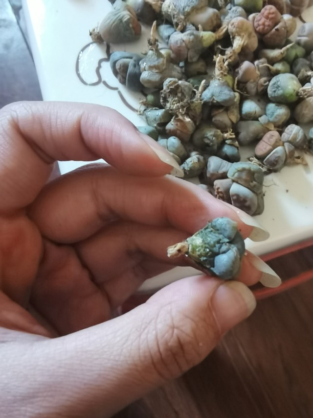 生石花网上购买靠谱吗,网购的生石花特别干巴怎么办