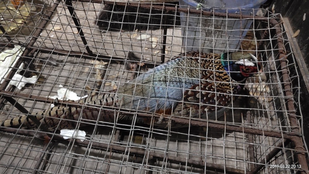 野鸡突然死亡真相,野鸡死亡真实原因