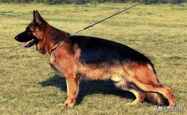 养宠必备常识有哪些,宠狗的十大禁忌