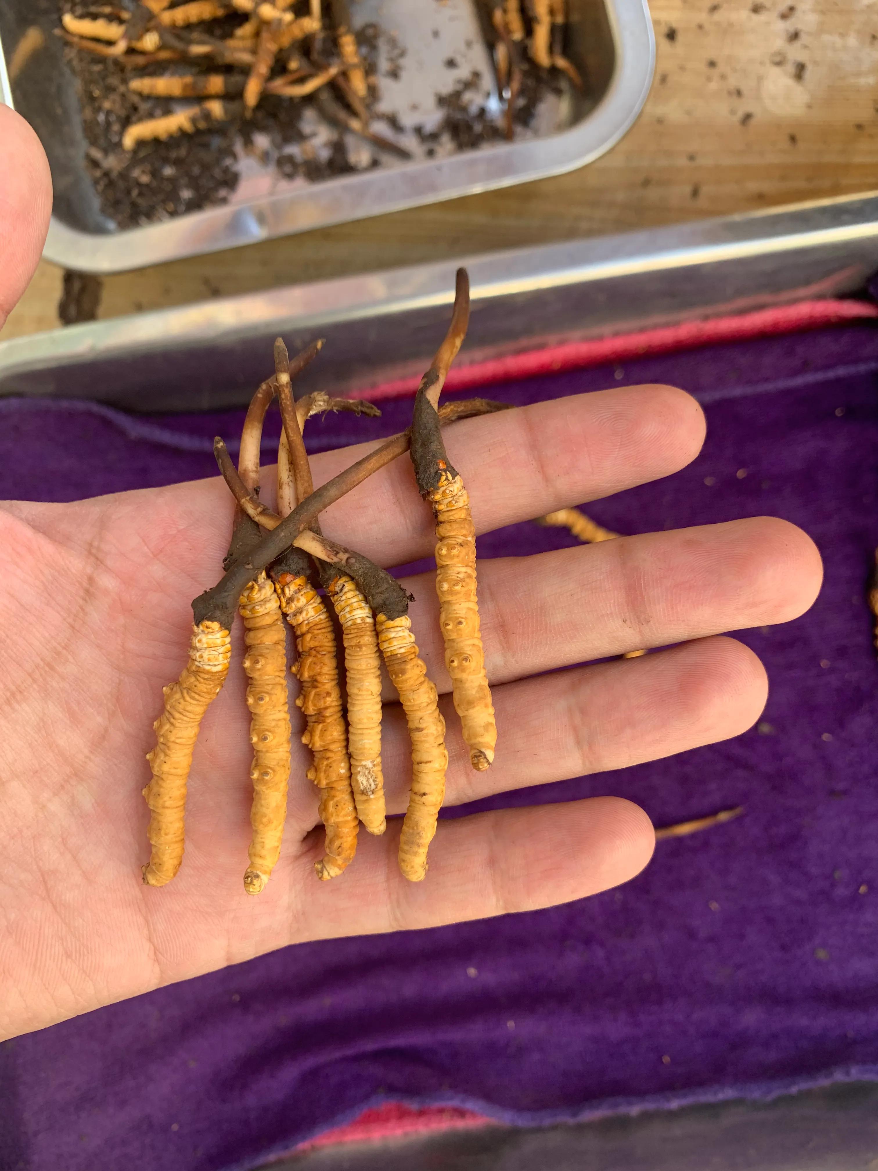 四川青海西藏冬虫夏草,青海果洛虫草新鲜冬虫夏草