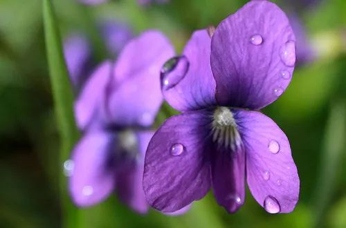 雪松味道有点呛鼻子,雪松味道好不好闻