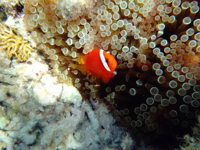 一半是海水一半是蓝天，这就是西沙群岛！我是登岛的第46066人