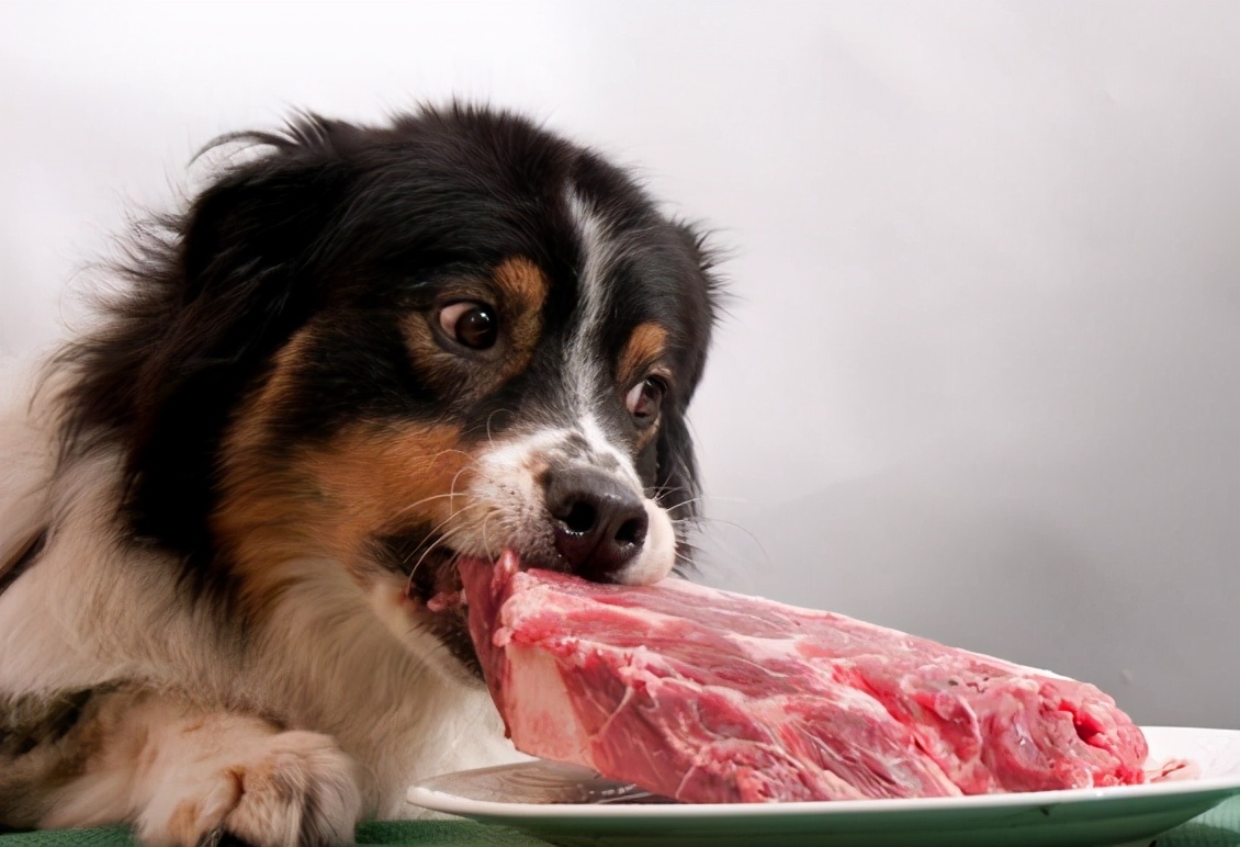 狗粮怎么挑选平价国产狗粮篇,如何帮狗狗挑选狗粮看配料表