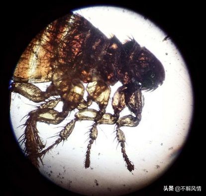 宠物猫宠物狗寄生虫都有哪些？需要如何驱除？