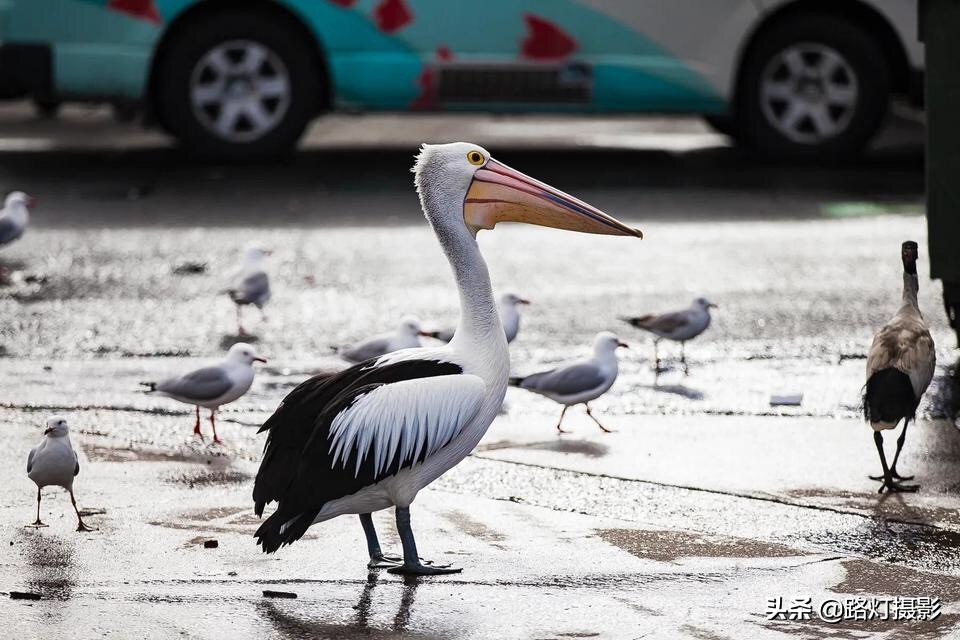 在澳洲旅行，买得起奶却买不起水，去超市逛逛不知道该买啥