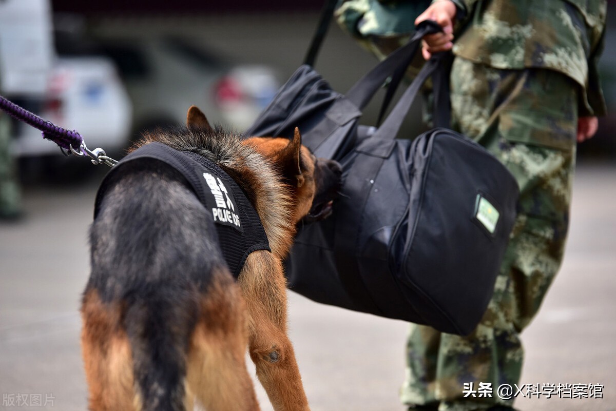云南缉毒犬查获毒品,云南昆明缉毒犬的训练