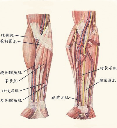 前臂力量不够？只需3个动作，就能练壮前臂，让你的手臂更有型