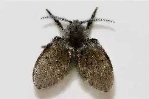 卫生间有黑色的小飞虫是怎么回事,家里的黑色小飞虫用什么药治