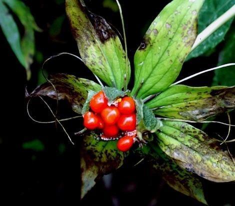 农村田间可食根的野草大全,农村这种野草你见过吗可以入药