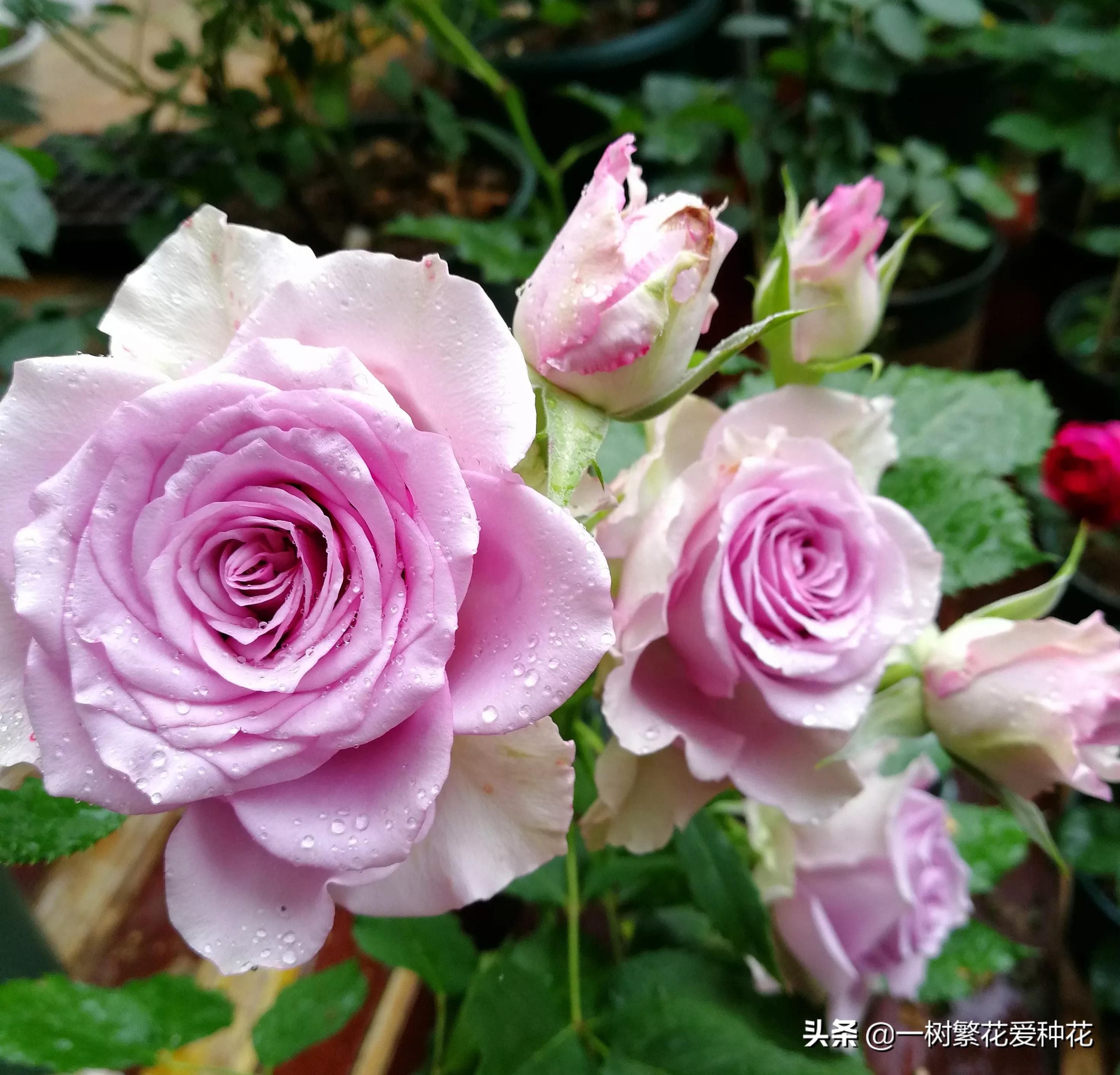 蓝紫青龙月季优缺点,天狼蓝紫月季