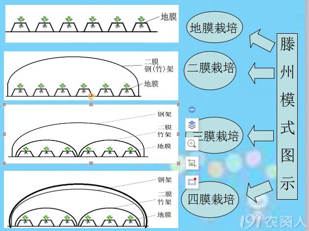 马铃薯主要栽培技术要点,马铃薯地膜覆盖高产栽培技术