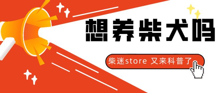 柴犬太瘦,柴犬太瘦还爱吐怎么办