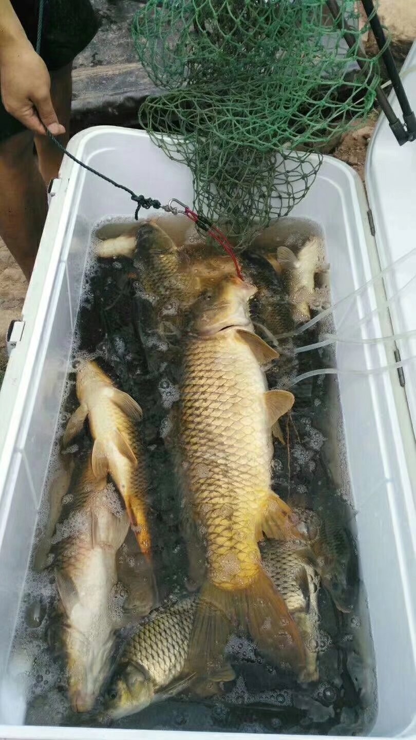 高碳素和低碳素什么区别,高碳素鱼竿优缺点