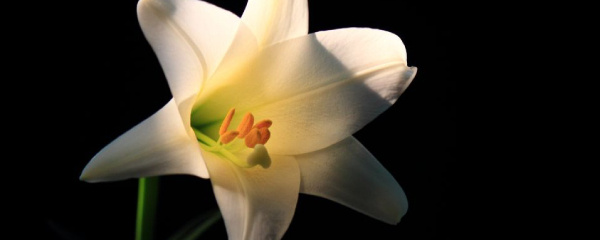 水养百合花苞没开就枯萎怎么办,百合的花苞怎么枯萎了