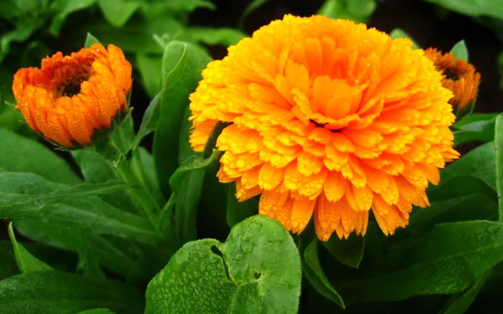 春天开的菊花类花卉大全,春季开花的波斯菊花