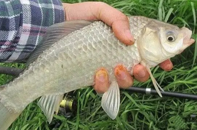 不是跟你吹原版,夏季钓鲤鱼晚上打窝七个绝招