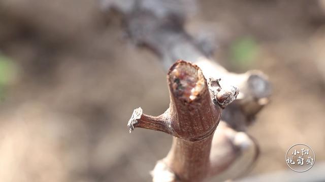 葡萄放裂前期怎么预防,葡萄流泪怎么办