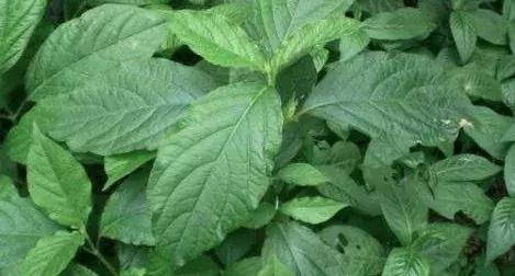 四川金口河川牛膝,金口河川牛膝价格