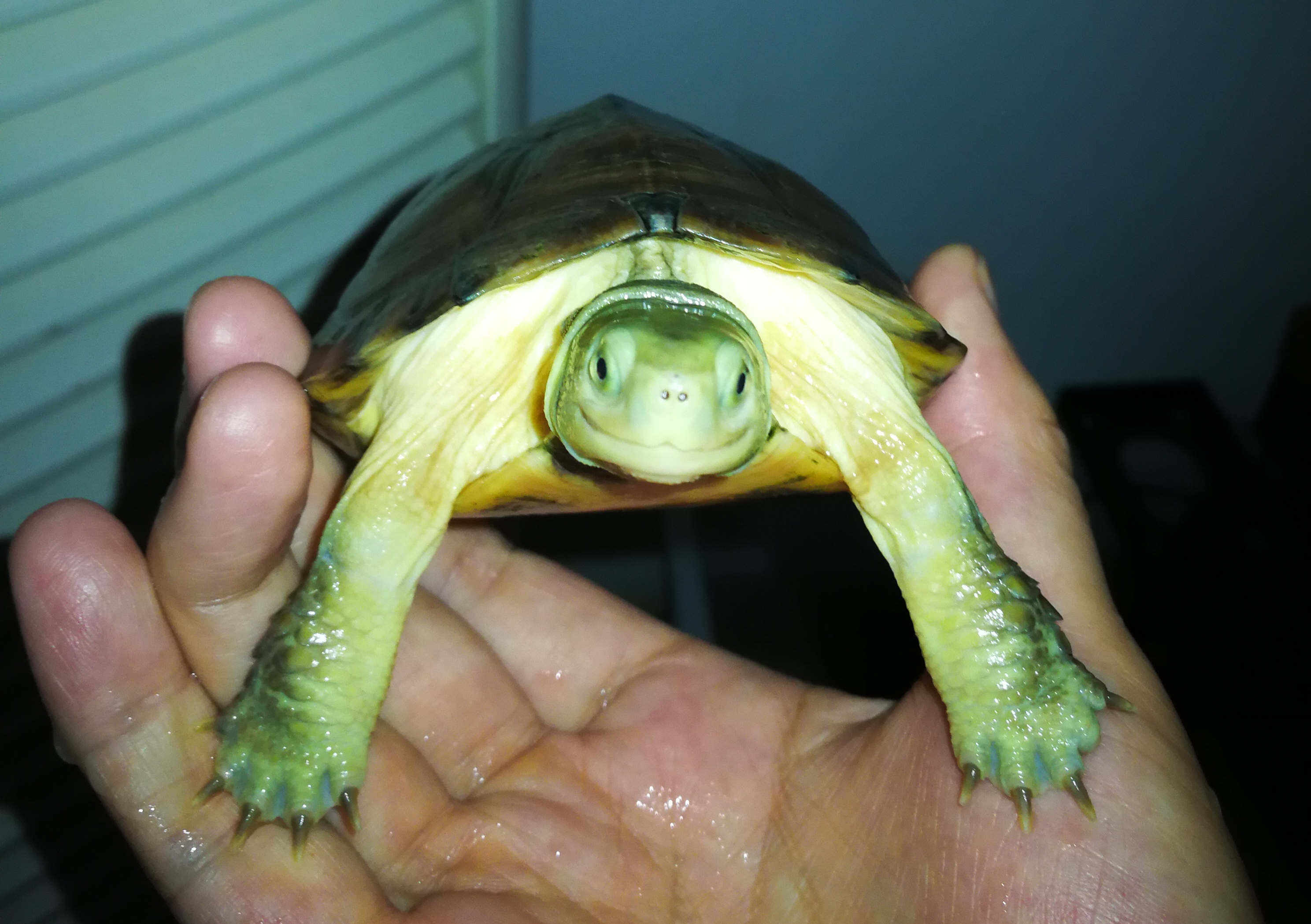 水龟腐皮怎么治,水龟腐甲最有效方法