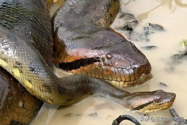 世界上最大的蛇跟绿森蚺决斗,最长的蛇是什么蛇森蚺