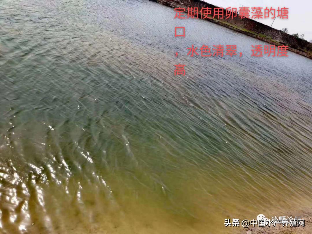 养殖螃蟹塘杀蓝藻要不要解毒,养殖塘口蓝藻的处理方法是什么