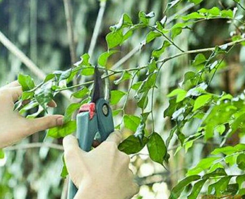 花卉怎么修剪造型,各种花卉修剪方法图解