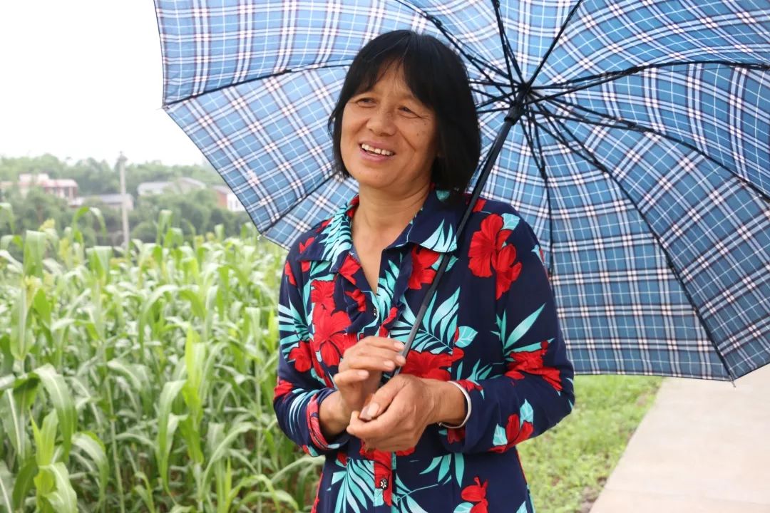 泸州老窖有机高粱种植基地,泸州老窖高粱种植基地