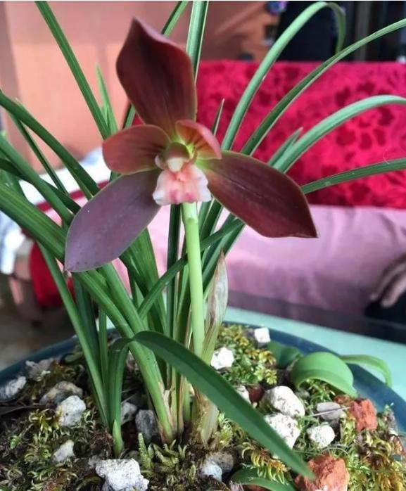 哪个品种兰花开花多又好看又好养,四季开花的红色兰花有哪些品种