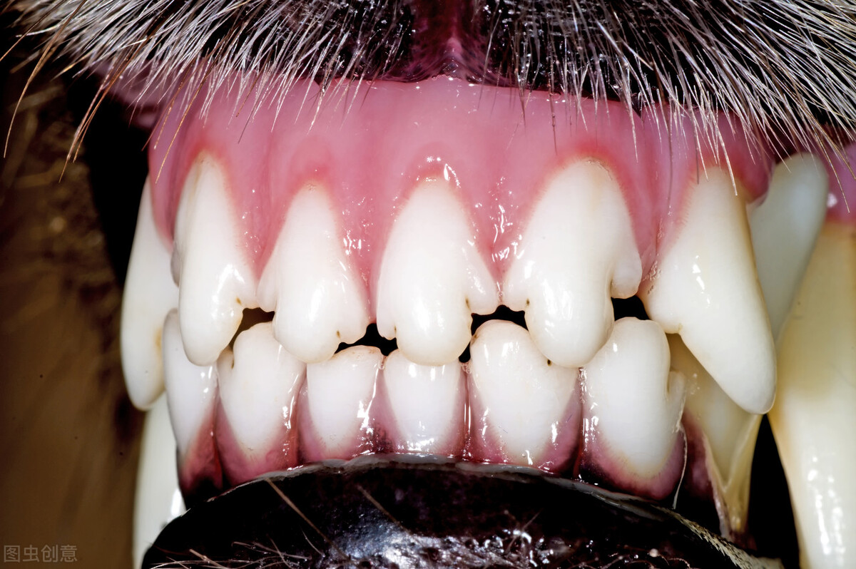 bj20狗狗年龄和人对照表,狗狗年龄对照表图